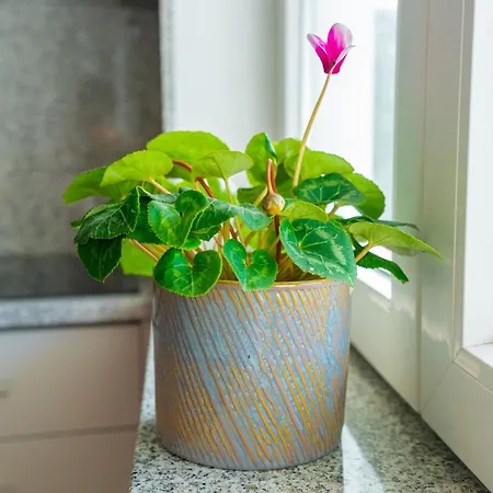 Casa Pedro פורטו