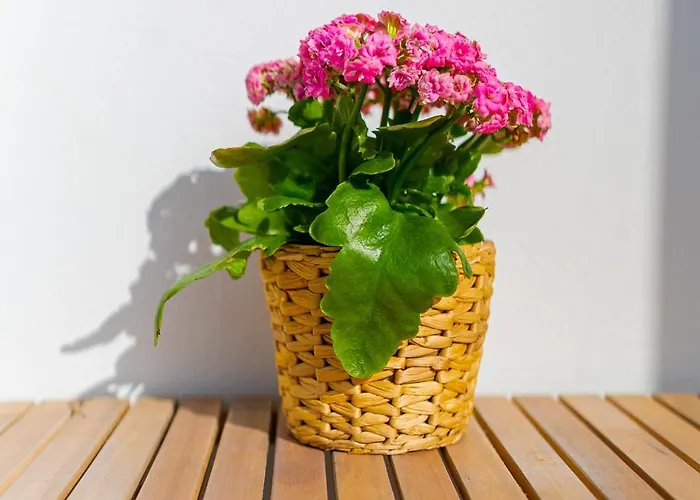 Casa Pedro Apartament Porto