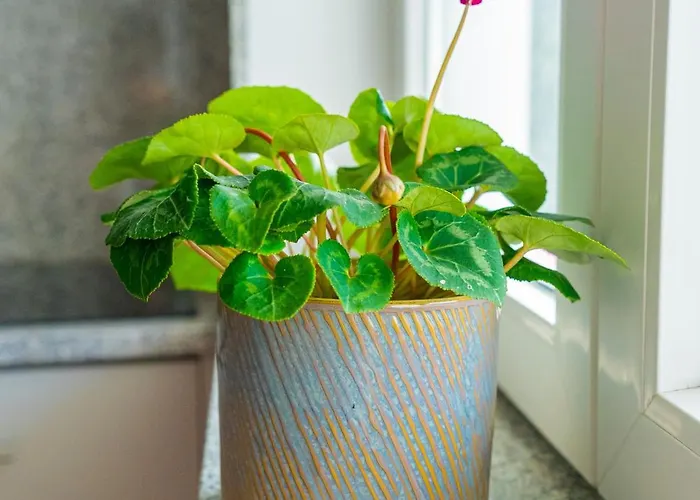 Casa Pedro بورتو