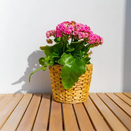 Casa Pedro Apartman Porto